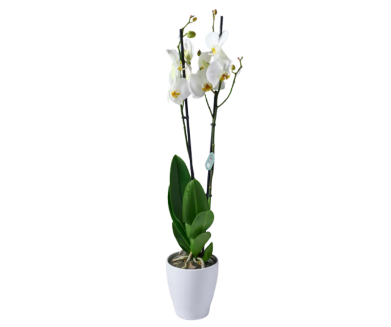 סחלב לבן בכלי