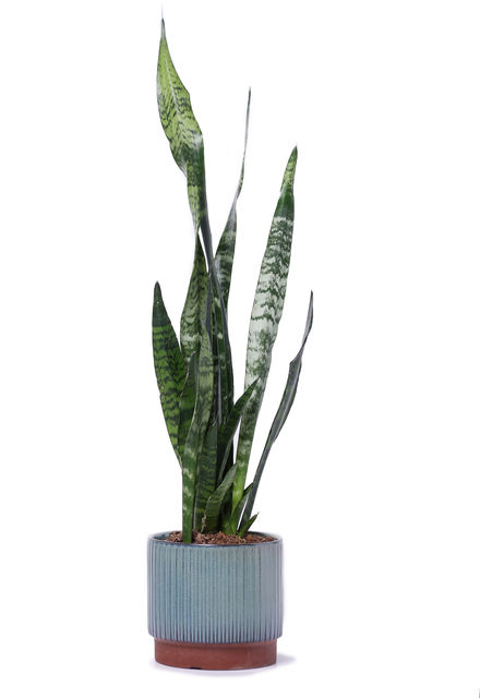 סנסיוריה ירוקה בכלי