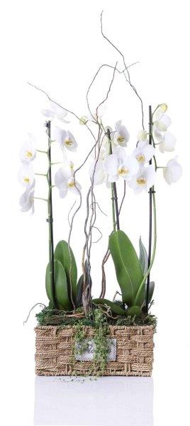 סחלבים בסלסלה 4 ענפים