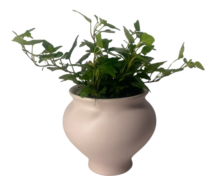 עציץ קיסוס בכלי