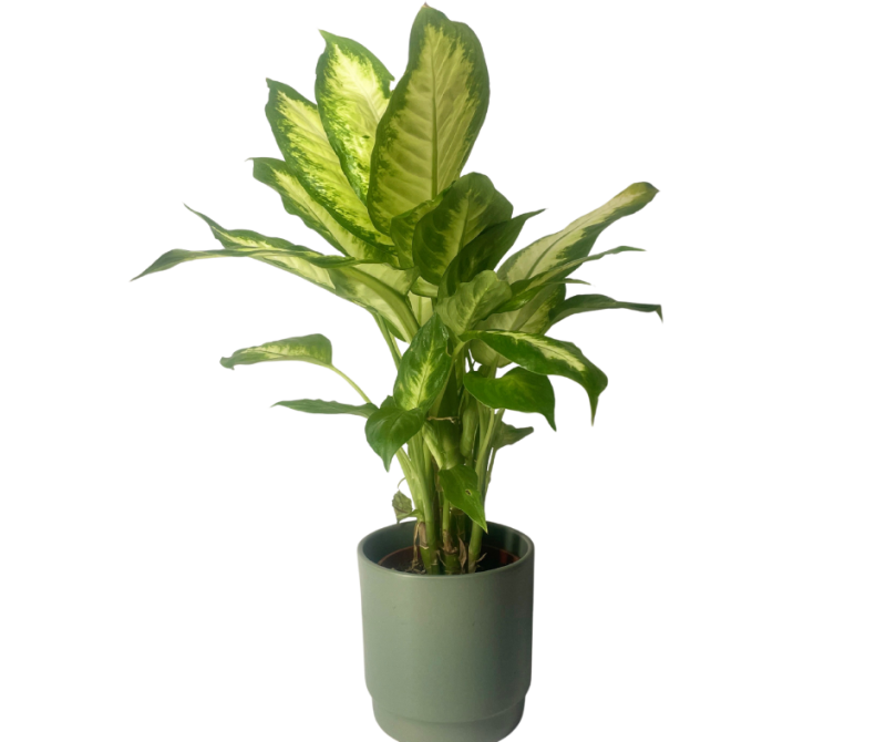 דיפנבכיה קמילה