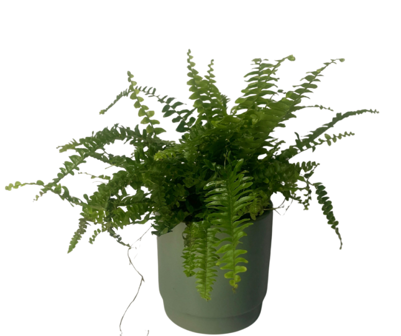 שרך בוסטון בכלי