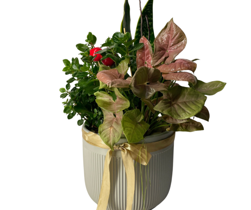 קוקטייל צמחי בית מעוצב בכלי