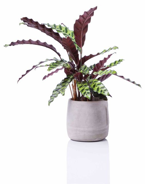 קלתאה אינסגניס בכלי