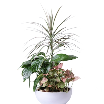 קוקטייל צמחים ניו-יורק