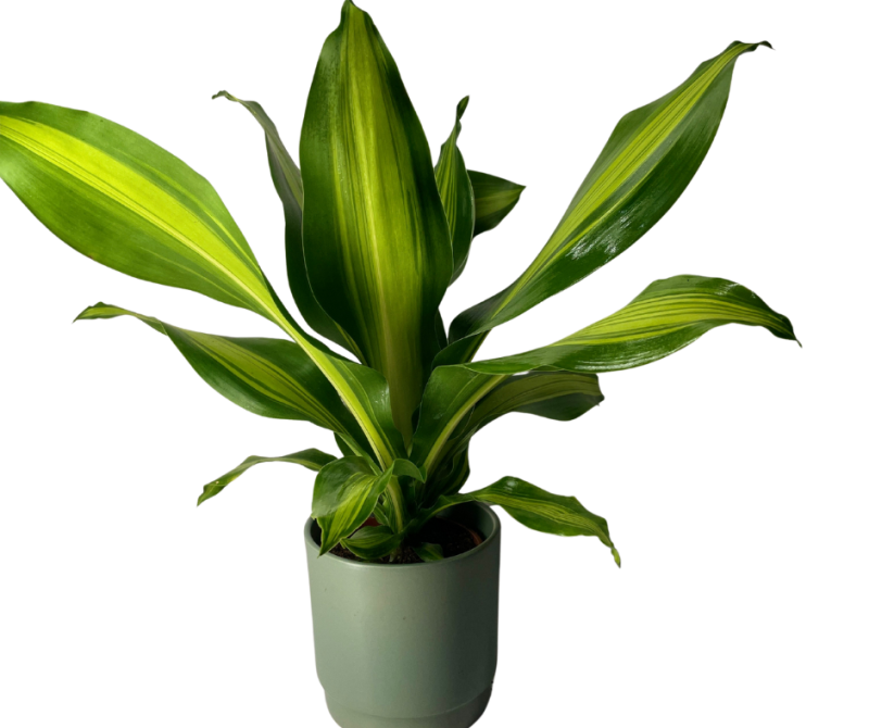 דרצנה מסנג'אנה