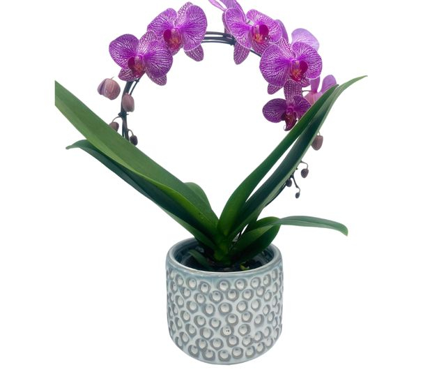 סחלב קשת בכלי