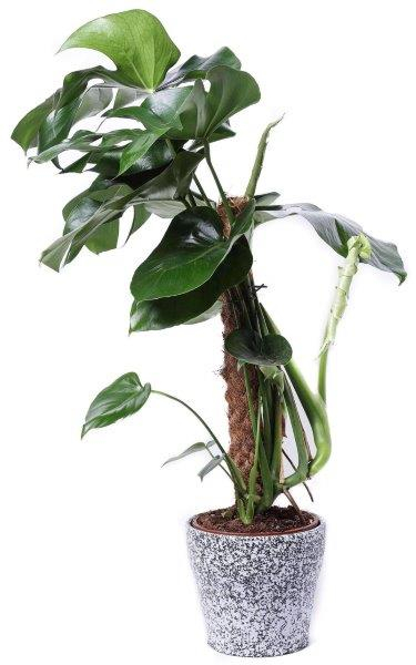 עציץ מונסטרה