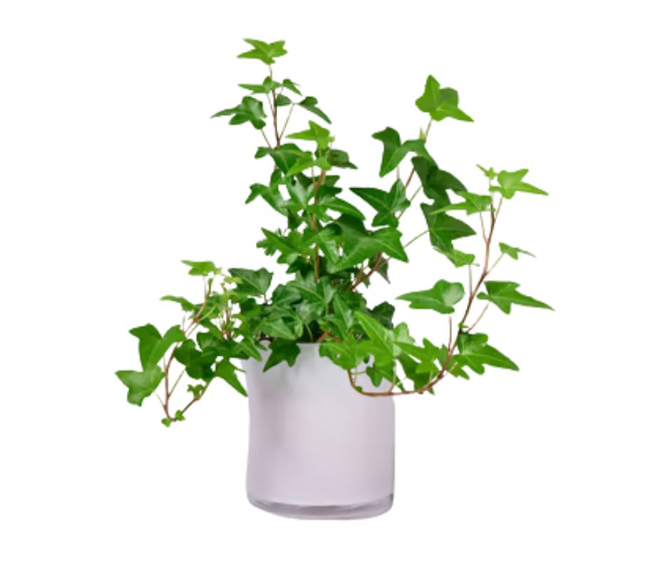 קיסוס בכלי עציץ 9