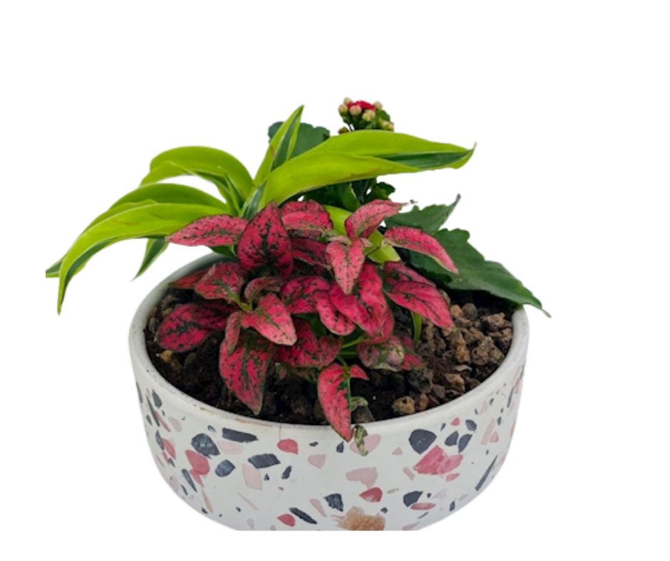 מיקס עציצים בכלי מיוחד