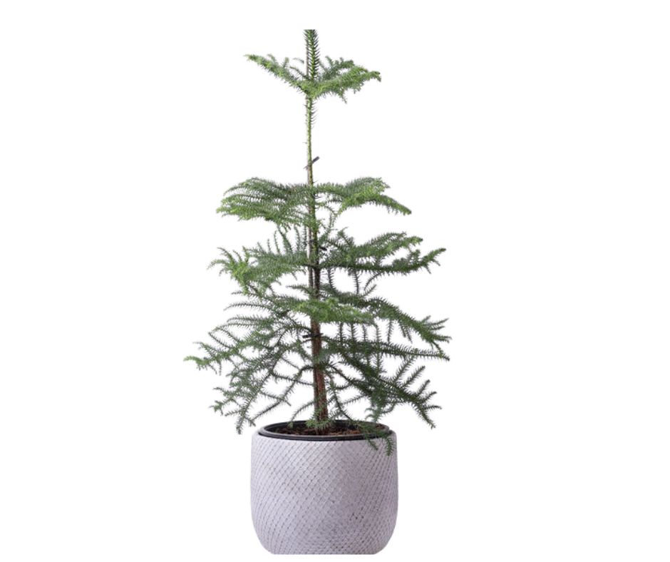 עצית אוריקה בכלי תואם