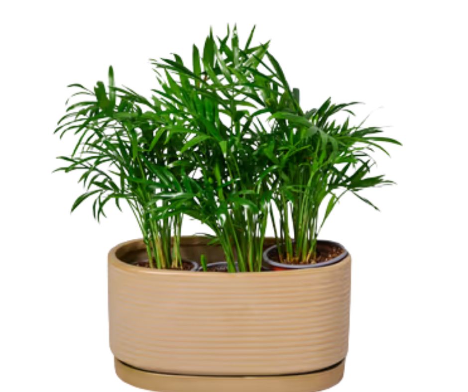 כומדוריה בכל