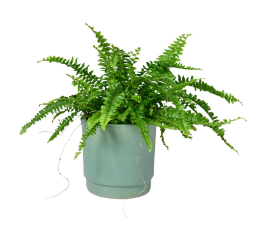 שרך בוסטון בכלי