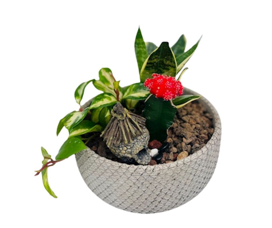 קוקטייל צמחים בכלי