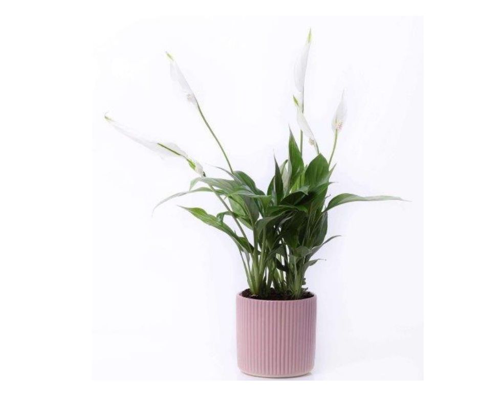 עציץ ספטיפליום