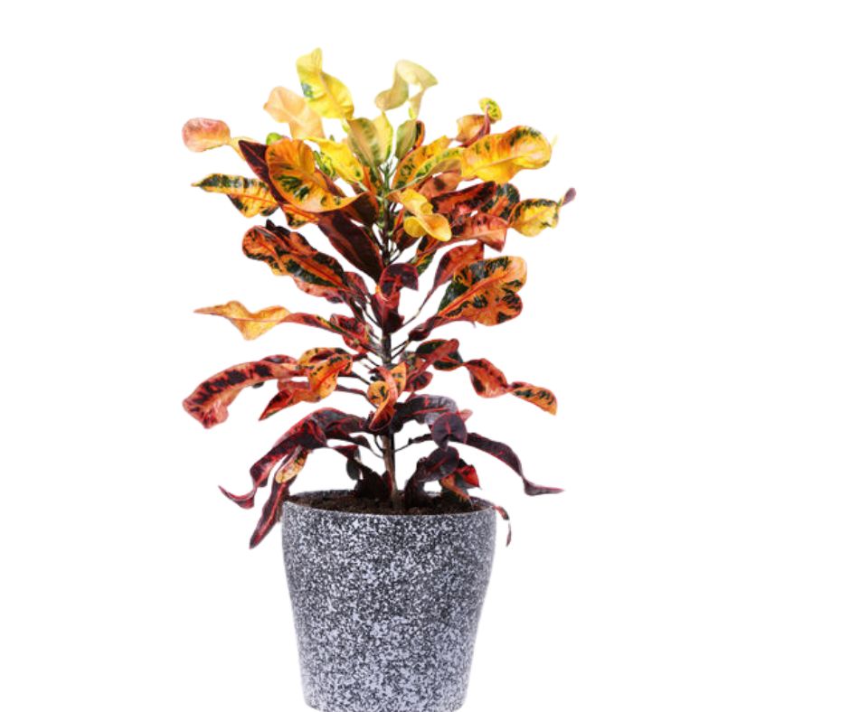 עציץ קרותון מסולסל בכלי