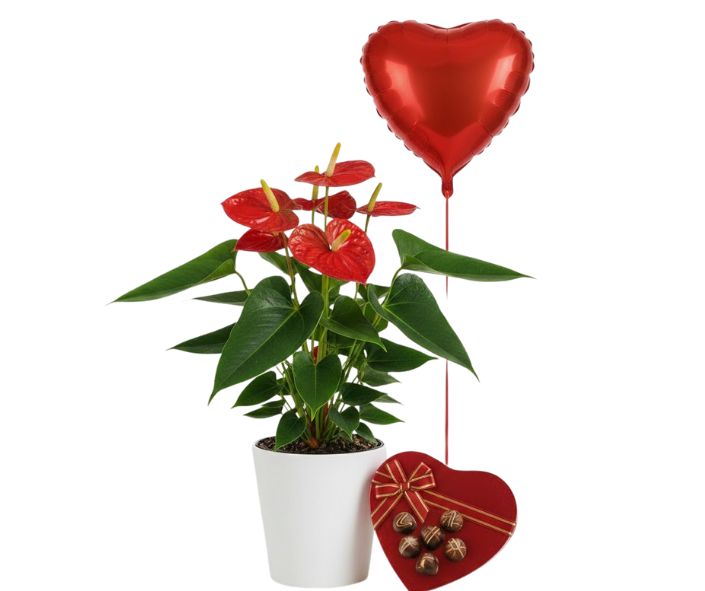 דיל אדום אוהב