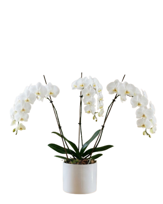 סחלב 3 ענפים