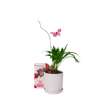 מארז ירוק ומתוק