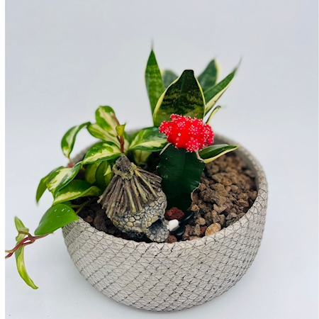 מיקס צמחים בכלי